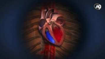 Kalbin çalışma mekanizması