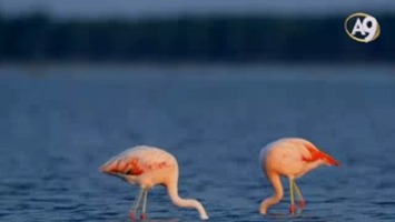 Flamingo yuvaları