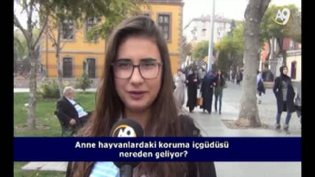 Anne hayvanlardaki koruma içgüdüsü nereden geliyor?