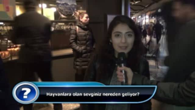 Hayvanlara olan sevginiz nereden geliyor?