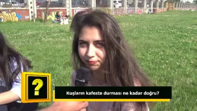 Kuşların kafeste durması ne kadar doğru?