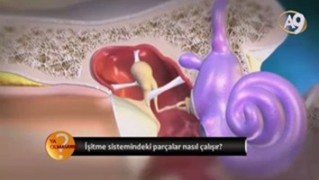 Nasıl Duyuyoruz?