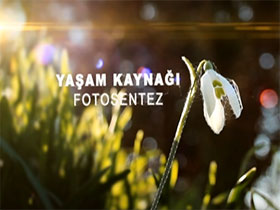 Yaşam Kaynağı Fotosentez