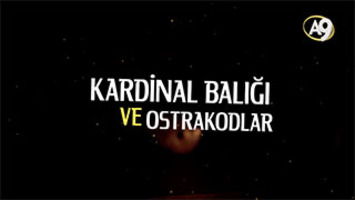 Kardinal balığı ve ostrakodlar