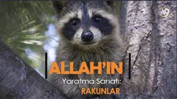 Allah'ın yaratma sanatı: Rakunlar
