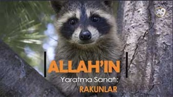 Allah'ın yaratma sanatı: Rakunlar