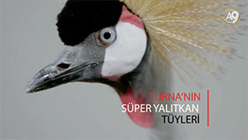 Turna’nın süper yalıtkan tüyleri