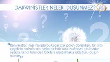 Darwinistler neleri düşünmez? -9- (Polenler)