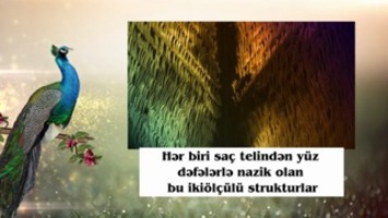 Heyranedici tovuzquşu lələklərinin sirri nədir?