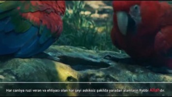 Ana suiti sürünün içərisində balasını necə tanıyır?