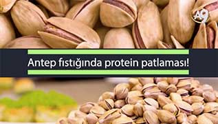 Antep fıstığında protein patlaması!