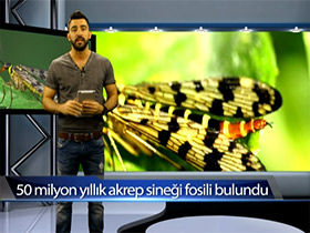 Bilgi Küpü: Akrep Sineği Fosili