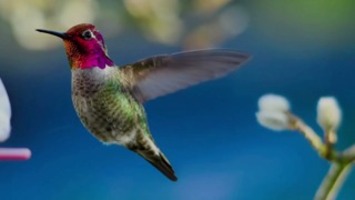 Dəqiqədə 1260 dəfə döyününən Kolibri ürəyi