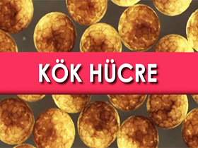 Vücudun her hücresine dönüşebilen hücreler: Kök Hücreler