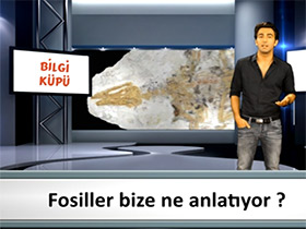 Bilgi Küpü: Milyon yıllık timsah