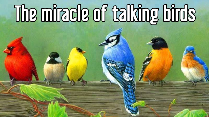 The miracle of talking birds - Bosanski