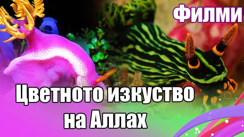 Цветното изкуство на Аллах