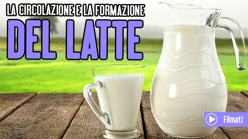 LA CIRCOLAZIONE E LA FORMAZIONE DEL LATTE