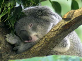 Koala