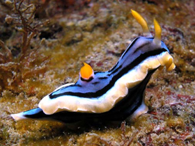 Nudibranchlar