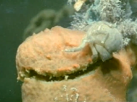 Bazı deniz canlılarının kamuflajı