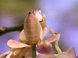 Mantis böceğinin kamuflajı