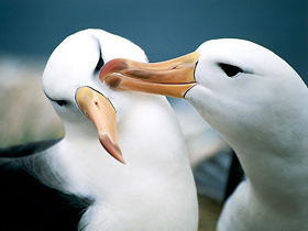 Martılar ve Albatroslardaki şefkat