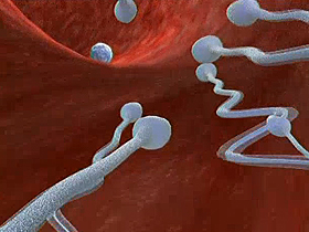 Spermin zorlu yolculuğu
