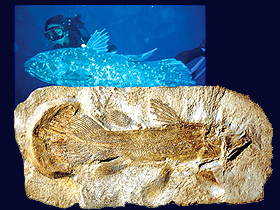 Coelacanth