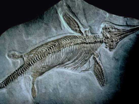 Ichthyosaurus