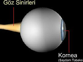 Basite indirgenemeyen organlar