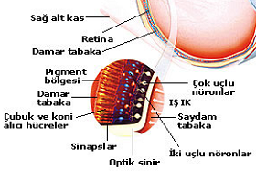 Görüntüyü Elektrik Sinyaline Dönüştüren Retina