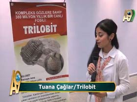 Tuana Çağlar trilobitleri anlatıyor