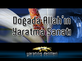 Doğada Allah'ın Yaratma Sanatı 1. bölüm