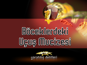 Böceklerdeki Uçuş Mucizesi 2. bölüm