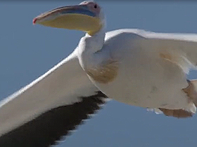Kısa kısa: Beyaz Pelikan