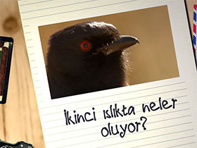 Fotoğraflarla doğa günlüğü: Drongo Kuşu