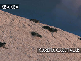Caretta Carettalar Deniz kaplumbağaları