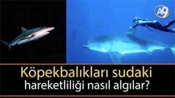 Köpekbalığı sudaki elektriği nasıl hissediyor?