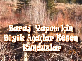 Baraj yapımı için büyük ağaçlar kesen kunduzlar