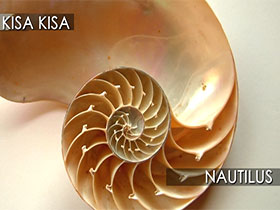 Nautilus