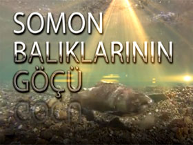 Somon balıklarının göçü