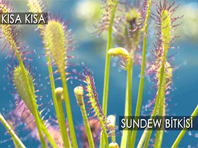 Sundew Bitkisi