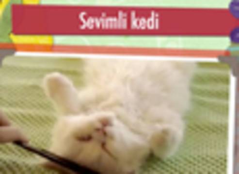 ÇOK ŞEKER BİR KEDİ