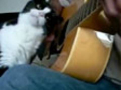 THIS CAT LIKES LISTENING TO MUSIC