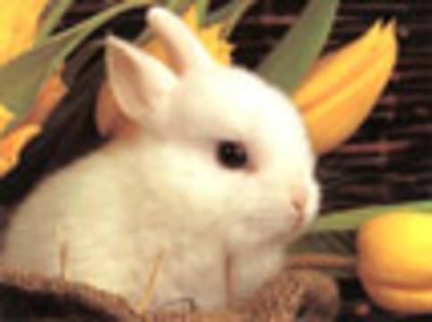 Kartopu gibi yavru bir tavşan