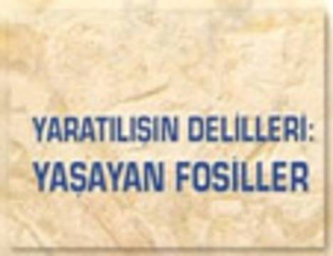 Evrim Teorisi neden geçersizdir? 3