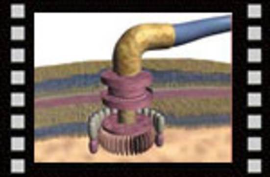 Un cachetazo cientifico al Darwinismo: la complejidal irreducible