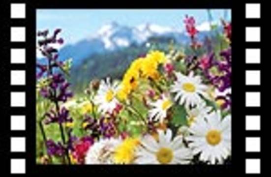 Names of Allah -3-