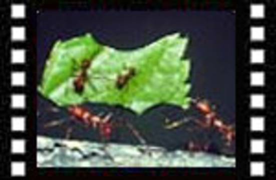 The miracle in the ant